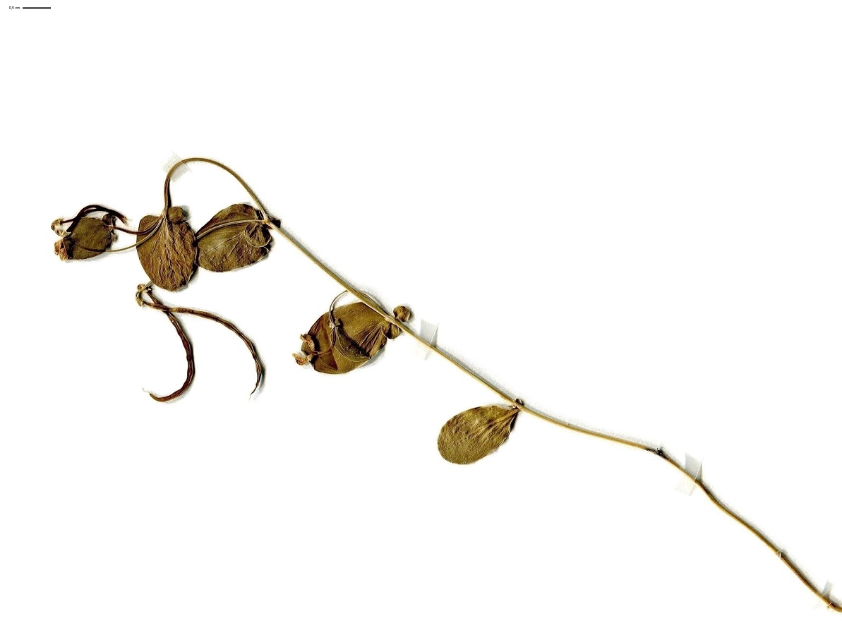 Coronilla scorpioides (Fabaceae)